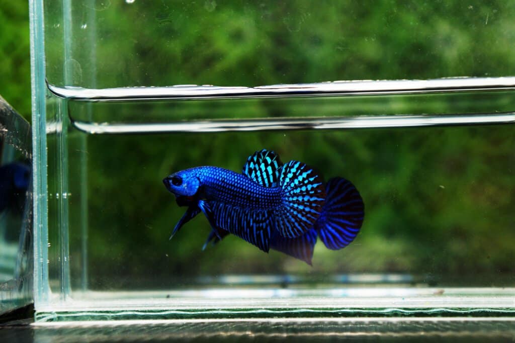 Wild Blue hybrid betta by Nice Betta Thailand