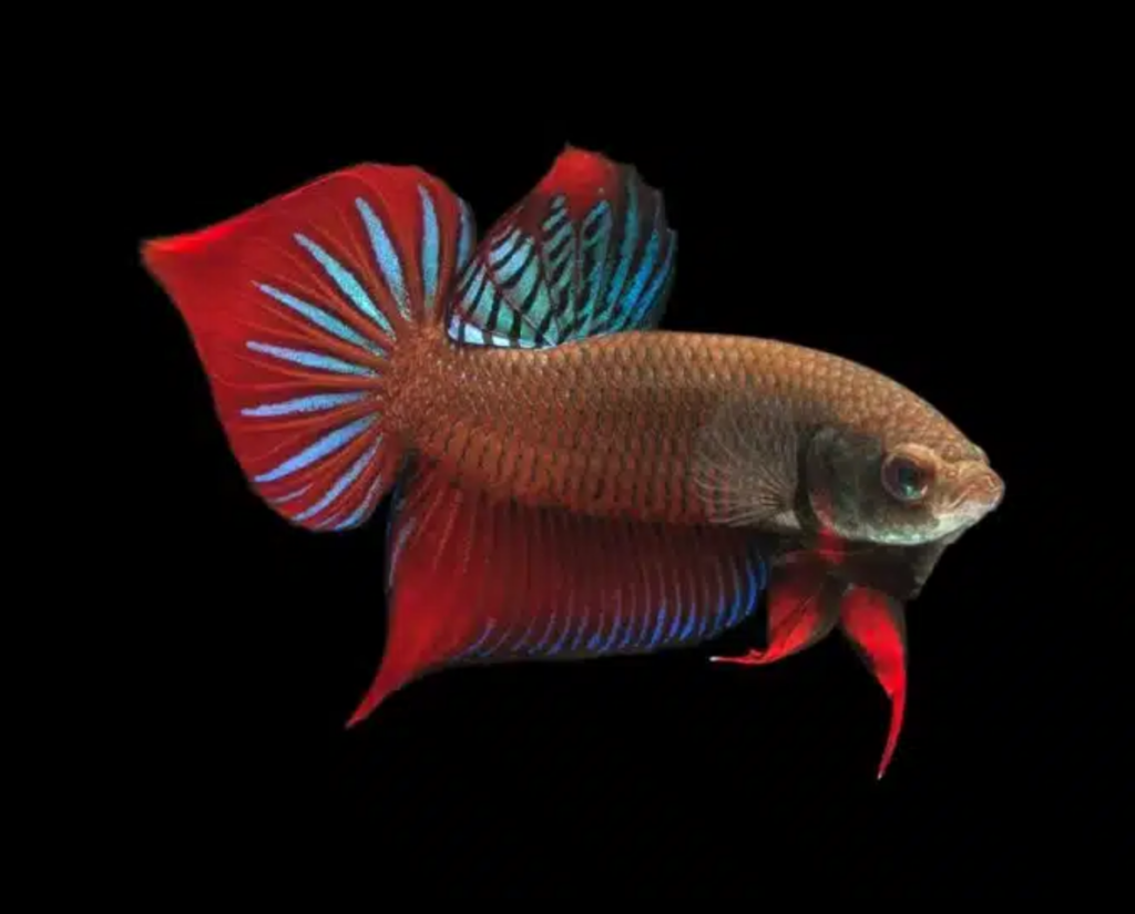 Wild betta fish