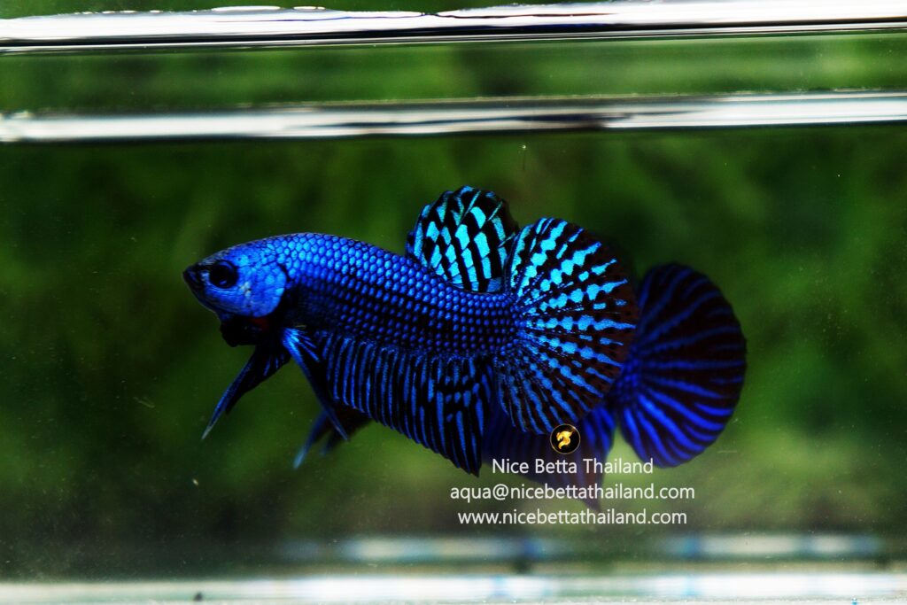 Wild betta fish Blue Alien Hybrid By Nice Betta Thailand