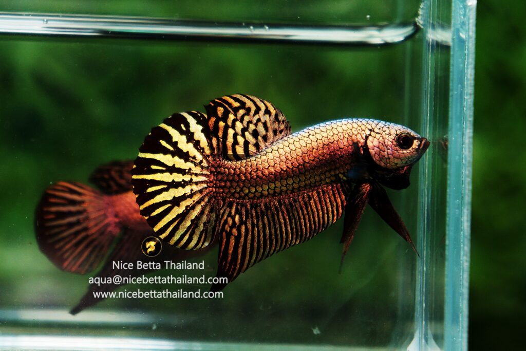 Wild betta fish Copper Alien Hybrid By Nice Betta Thailand