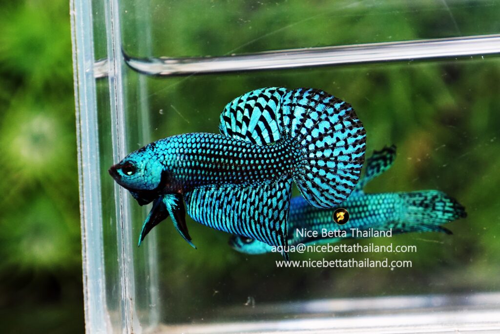 Wild betta fish Green Alien Hybrid By Nice Betta Thailand