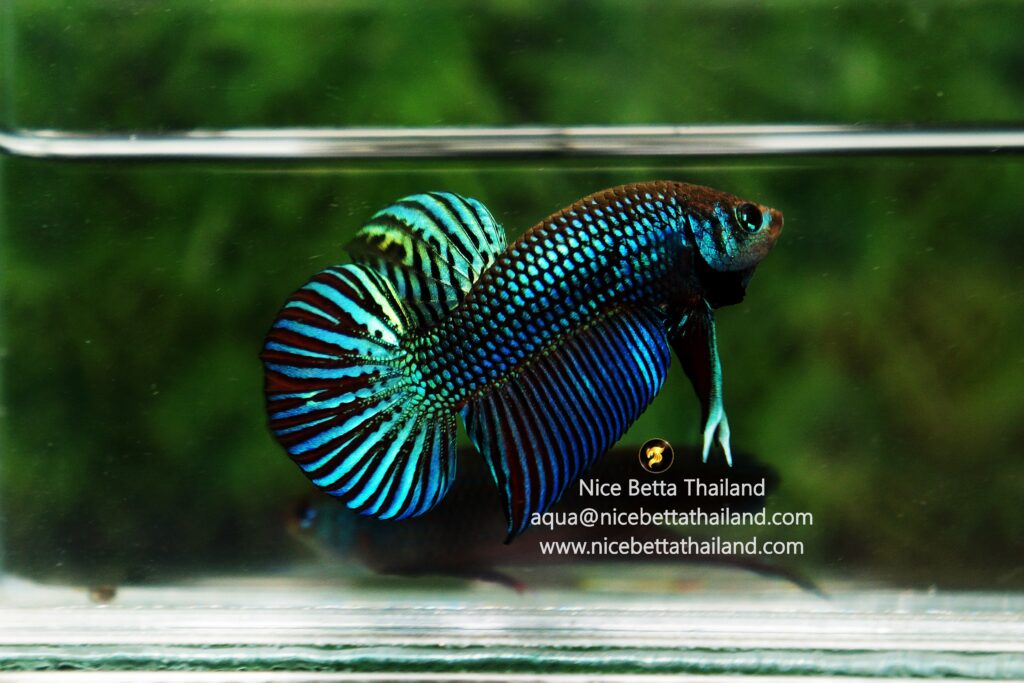 Wild betta fish Mahachainis Hybrid By Nice Betta Thailand