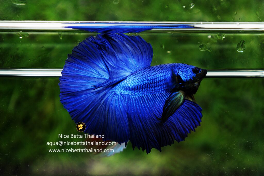 betta fish blue