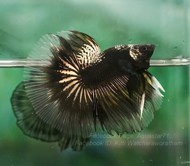 betta fish