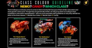 class color betta fish guideline nemo or candy multicolour