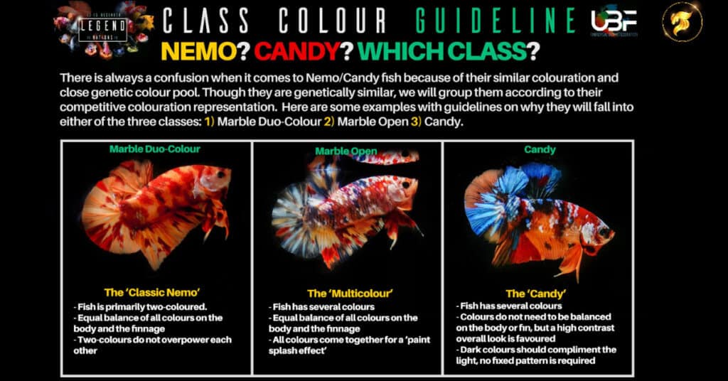 Guideline Class color betta fish NEMO or CANDY 