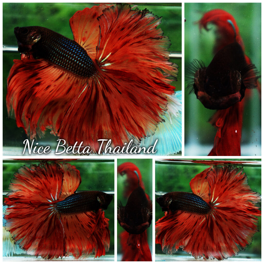 OHS King of The Dark Armageddon Betta Fish