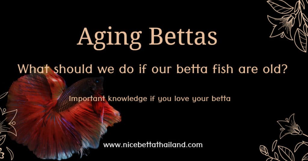 Aging Bettas
