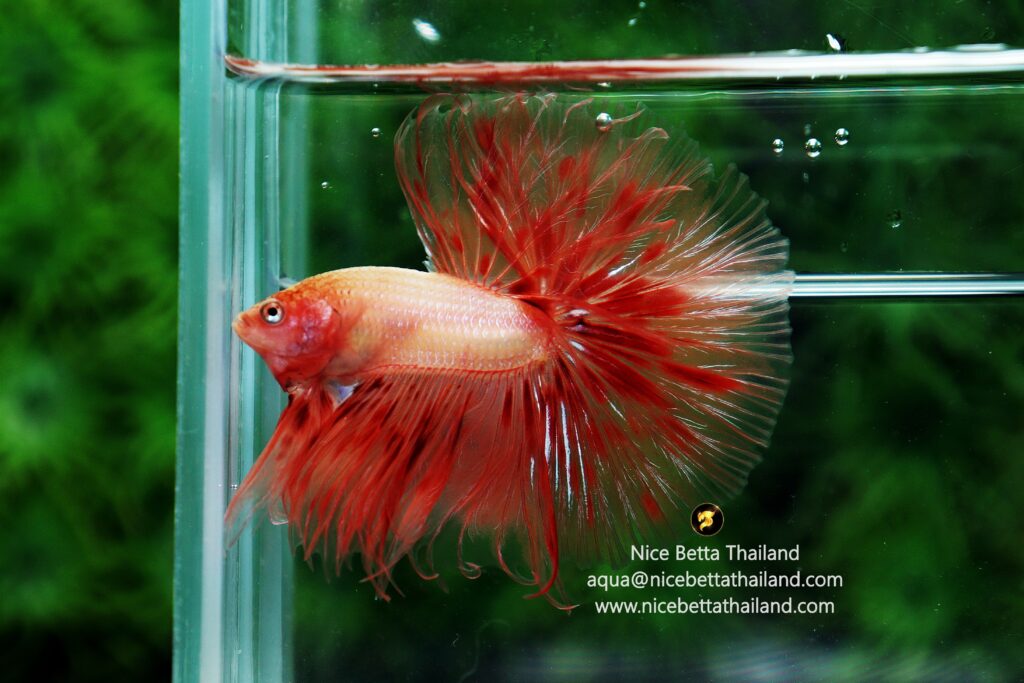 Armageddon betta fish for sale by Nice Betta Thailand