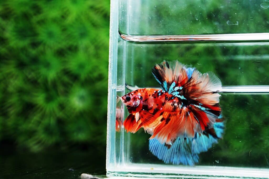 Candy betta fish