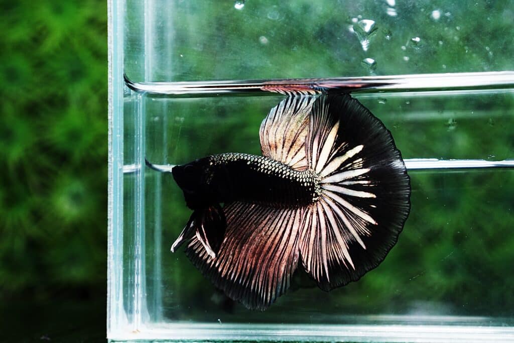 Betta fish for sale