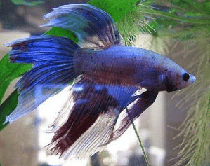 Betta Fin Rot