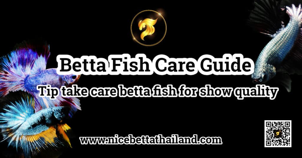 Betta Fish Care Guide