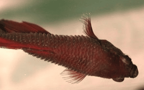 Betta fish Dropsy