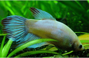 Betta fish Intestinal Parasites