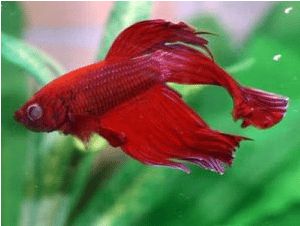 Betta fish Popeye