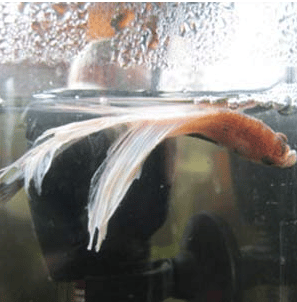 Betta fish Swim Bladder Disease