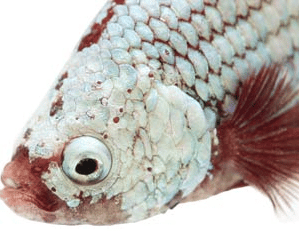 Betta fish Tuberculosis