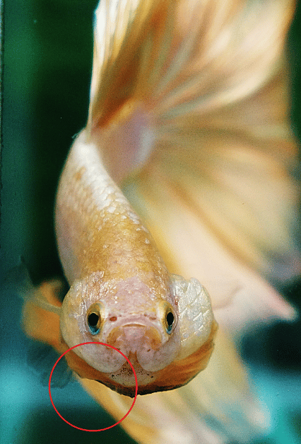 Betta fish gill hyperplasia