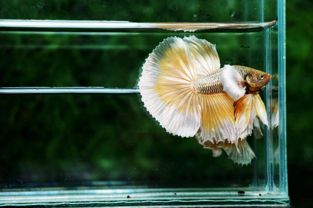 Betta splenden