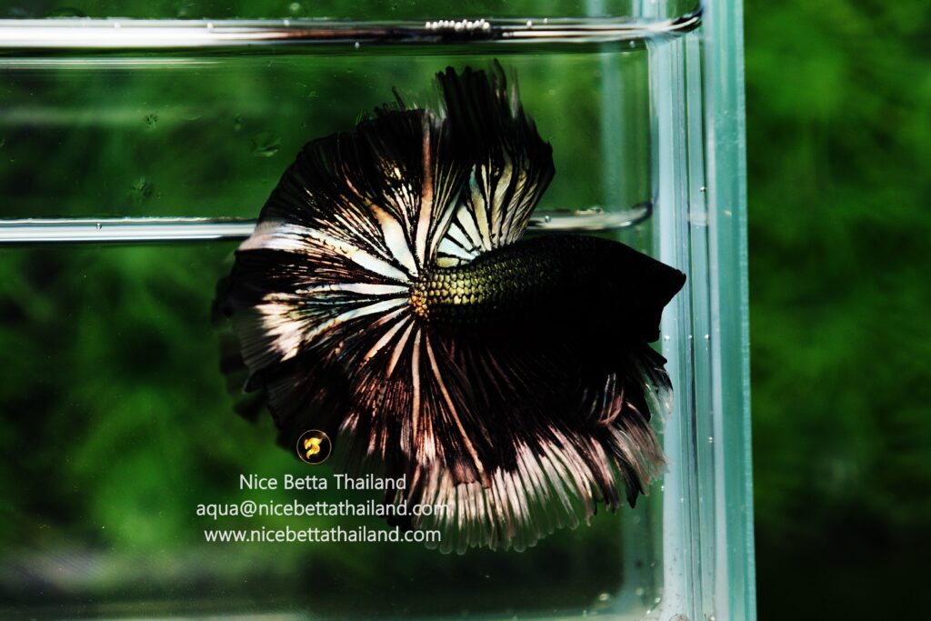 Black betta fish for sale by Nice Betta Thailand