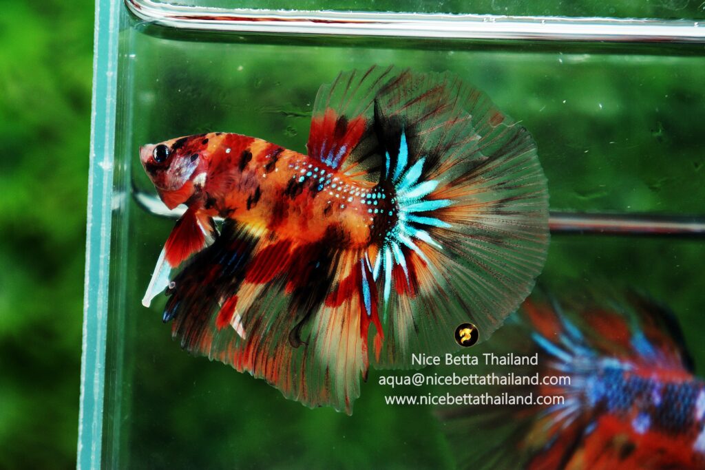 Candy betta fish for sale by Nice Betta Thailand