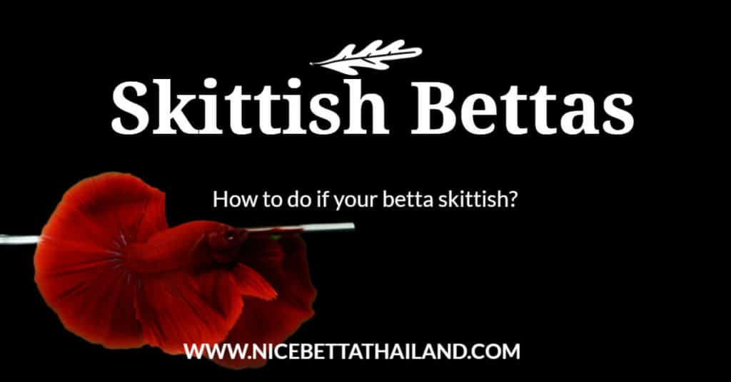 How to do if your betta skittish