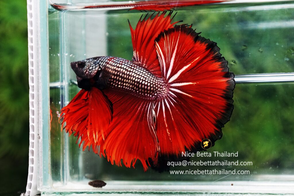 King betta fish for sale