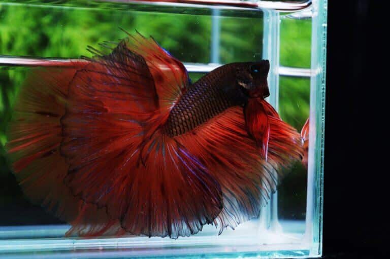 Old betta fish