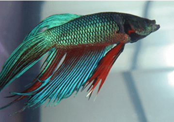 Older Betta fish