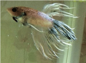 Poisoning of betta fish