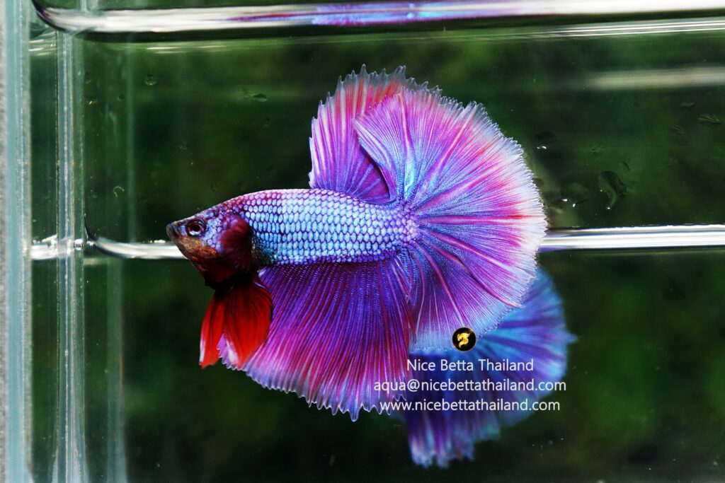 Purple betta fish for sale