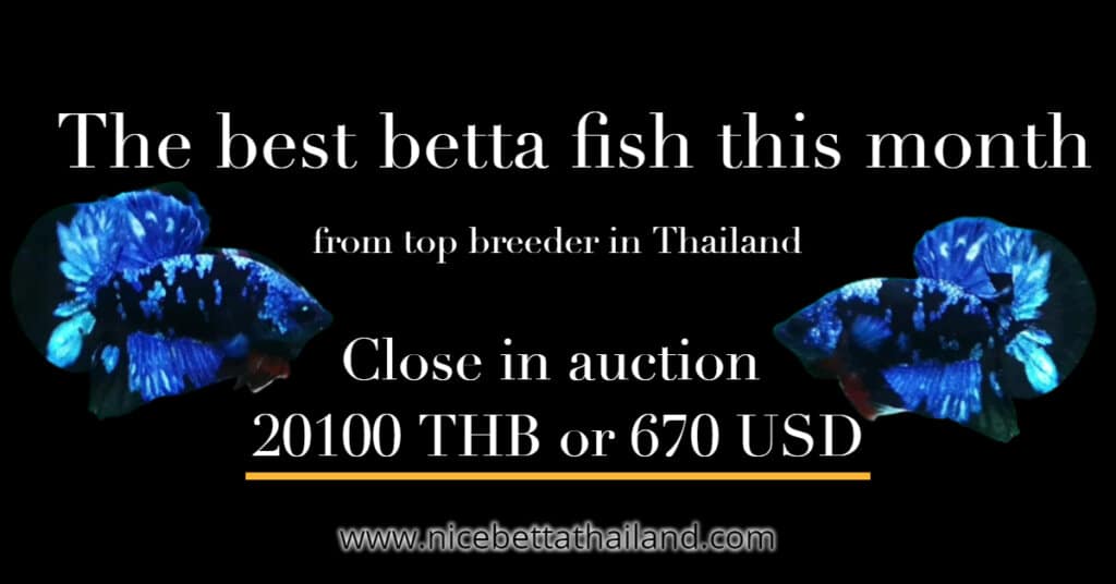 The best betta fish this month