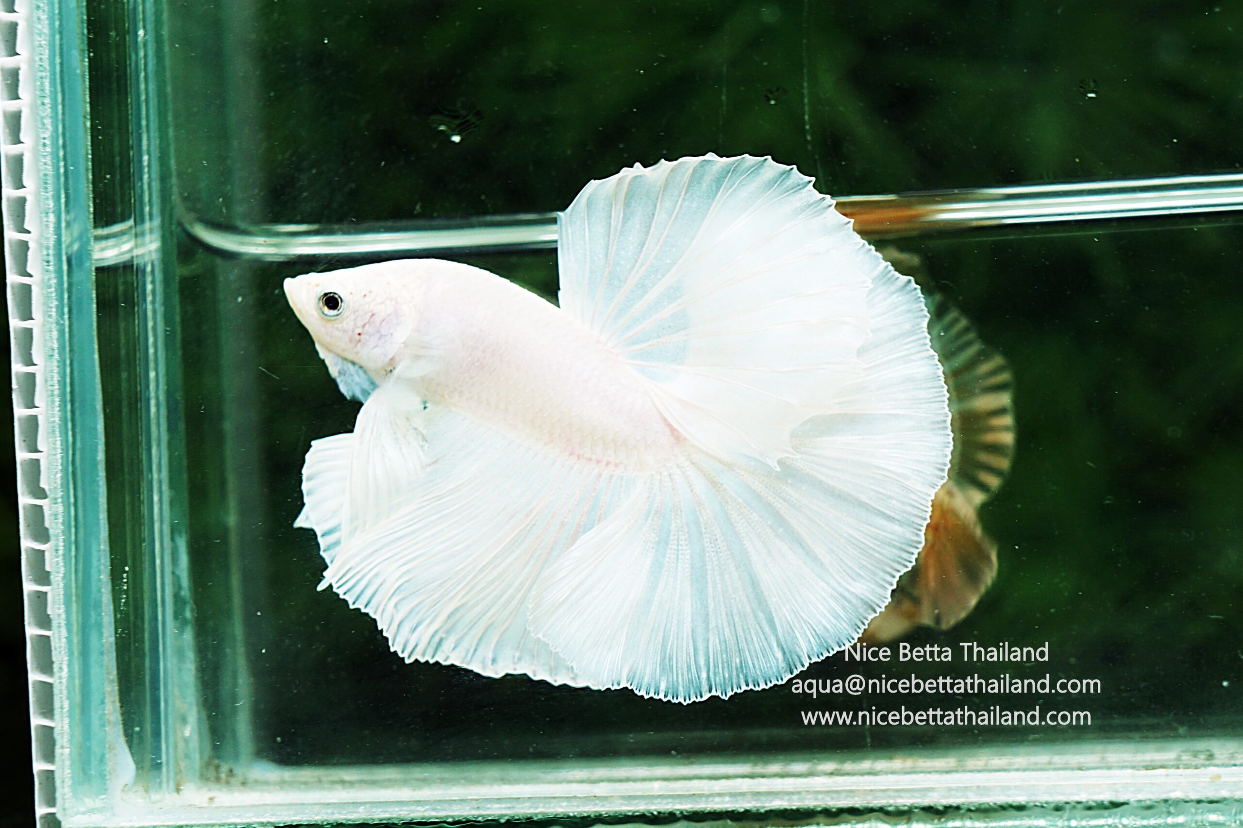 Competition Halfmoon Blue White And Red Betta Fish For Sale – Thailand Betta  Fish, image size:2560x1706
