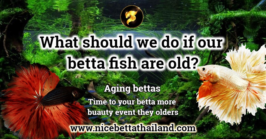 betta fish are old