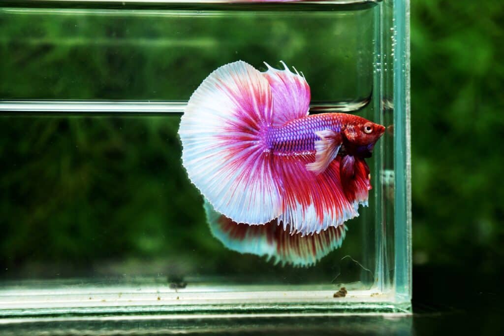 Betta fish for sale