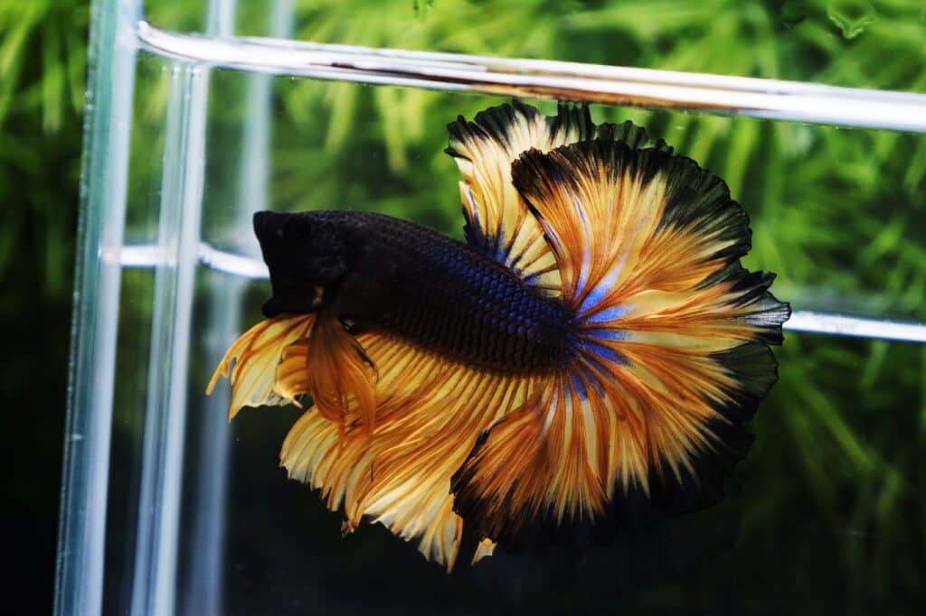 Betta fish Rosetail for sale