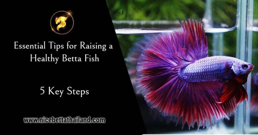 5 Key Steps Tips for Raising a Healthy Betta Fish