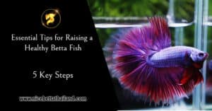 5 Key Steps Tips for Raising a Healthy Betta Fish