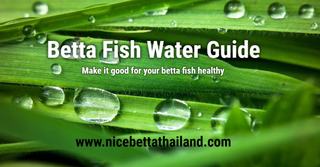 5 Min Guide for make Betta Fish Water