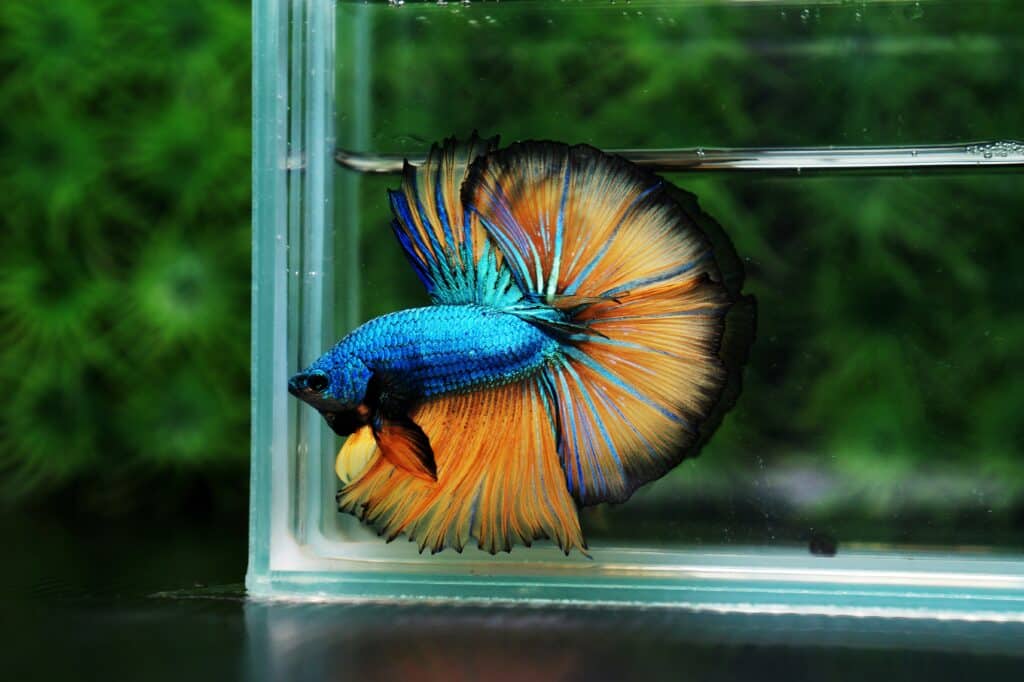 Betta fish for sale