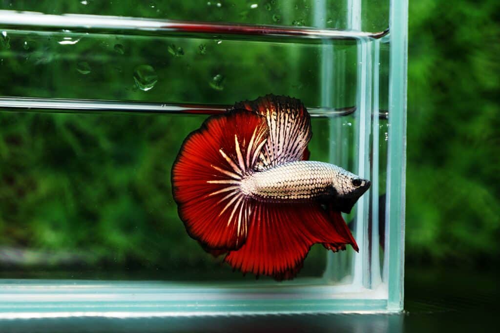 Betta fish for sale