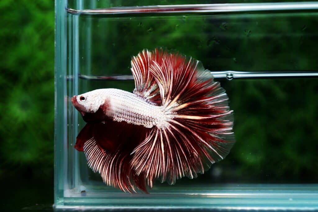 Betta fish for sale