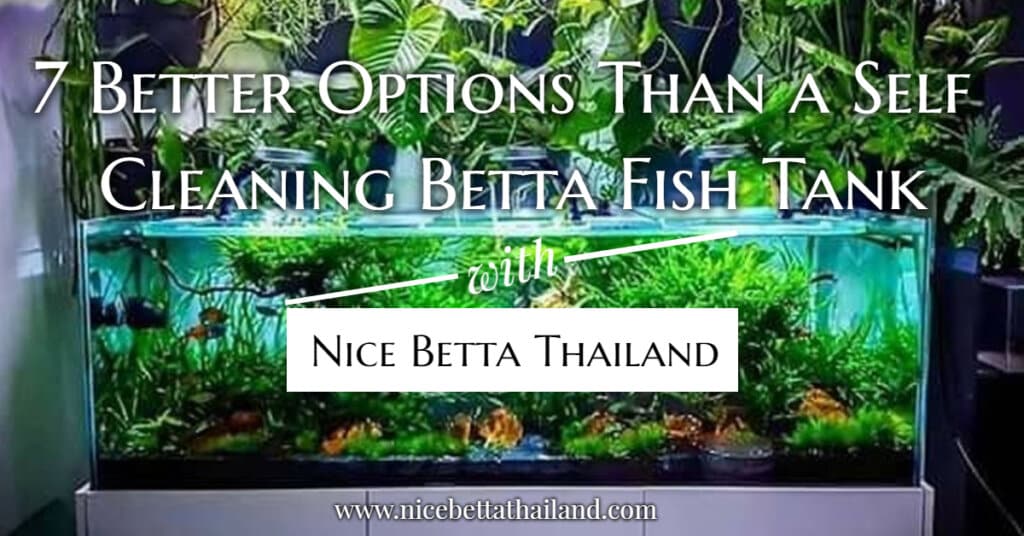 7 Better Options Than a Self Cleaning Betta Fish Tank