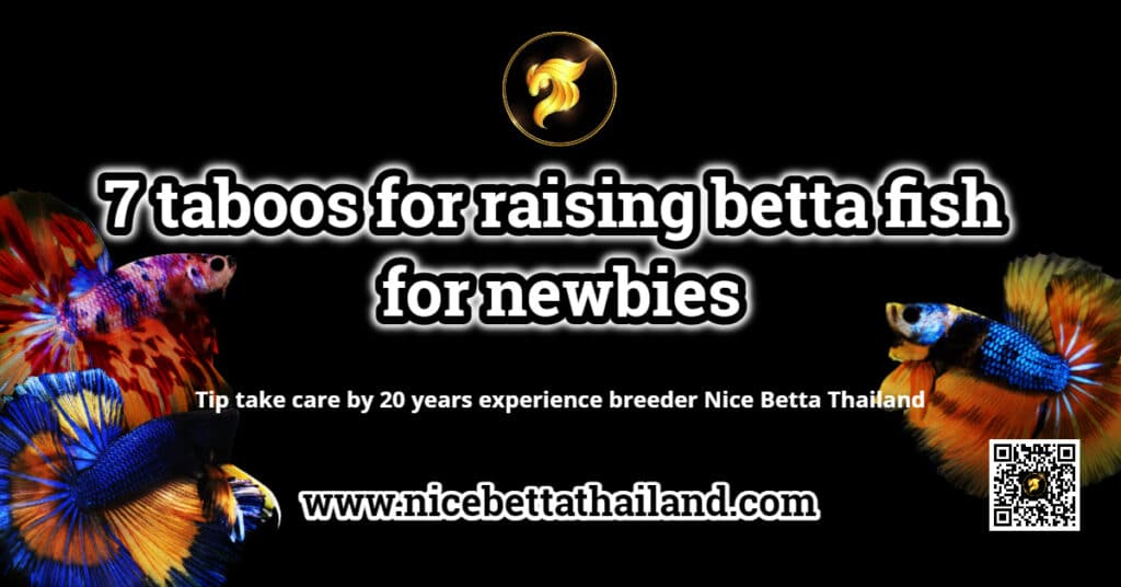 7 taboos for raising betta fish for newbies