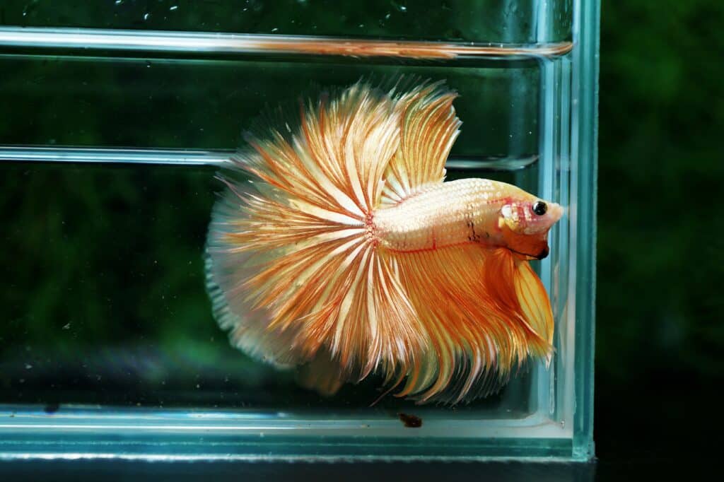 Betta fish for sale