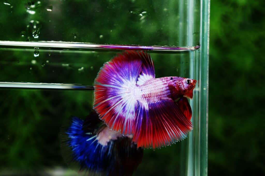 Betta fish for sale