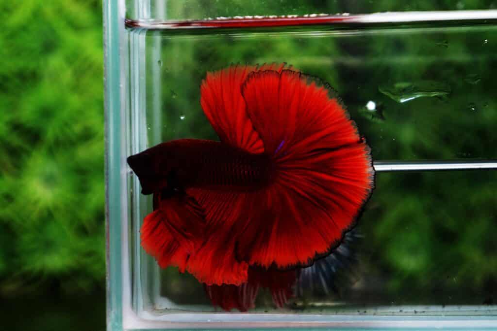 Betta fish for sale
