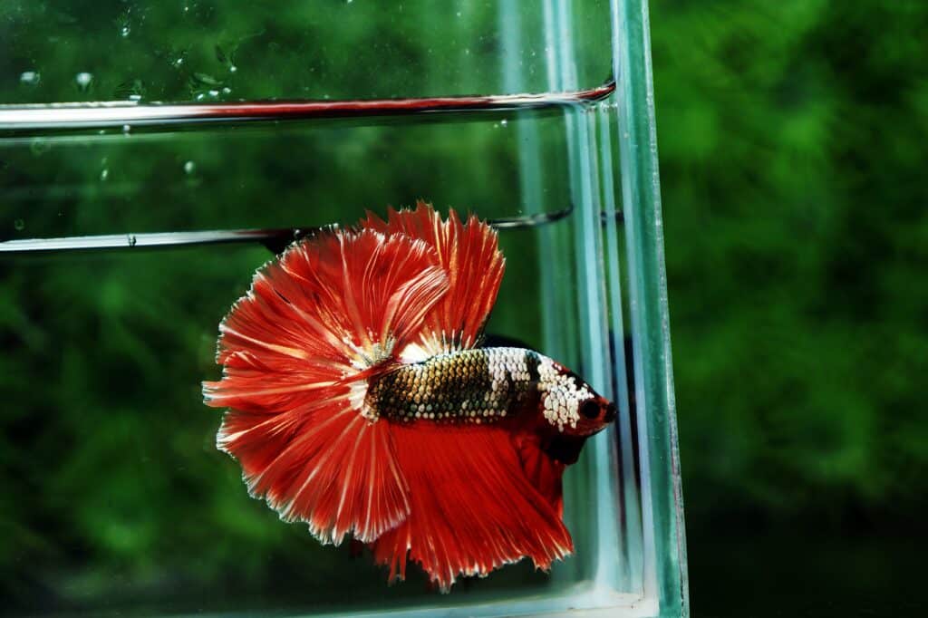 Betta fish for sale