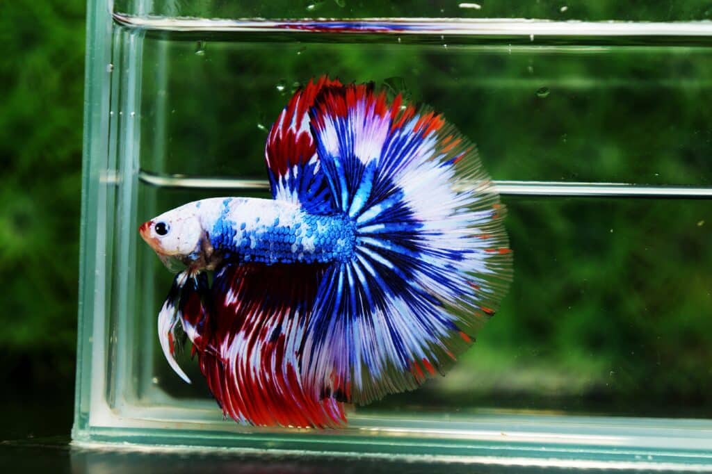 Competition betta fish for sale